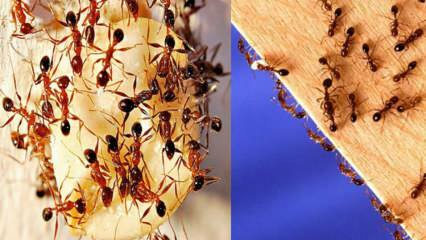 Kuidas hävitada majas sipelgaid? Mida teha sipelgatest vabanemiseks, kõige tõhusam meetod