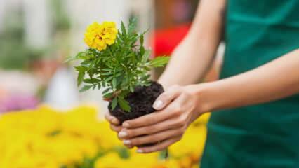 Kodus taimede kasvatamise põhjused? Kas kodus lillede kasvatamine on kahjulik?