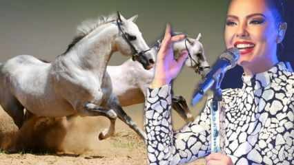 Laulja Ebru Gündeşi miljoni dollari väärtuses hobuse saatus on teada antud!