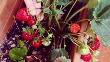 Kuidas maasikaid potis kasvatada? Kõige praktilisem maasikate kasvatamise meetod