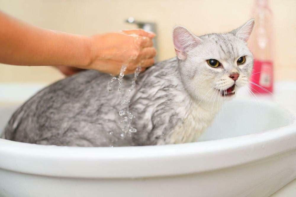 Kuidas kassi pesta