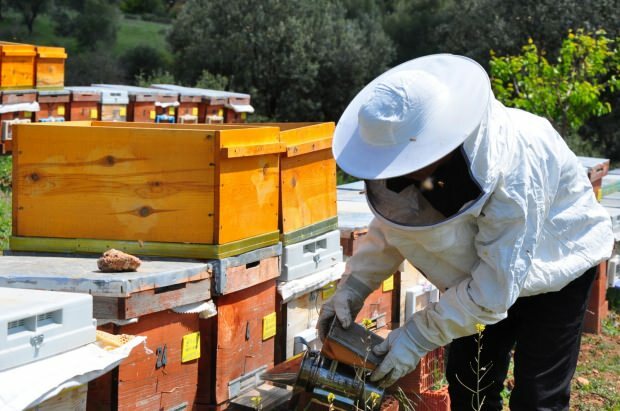 Mesilasmürgi eelised
