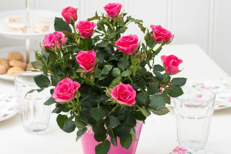 Kuidas roose pottides kasvatada? Näpunäiteid rooside kasvatamiseks kodus ...