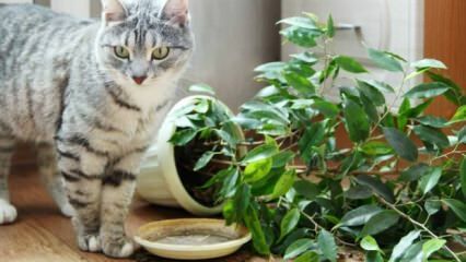 Kuidas hoitakse kasse taimedest eemal?