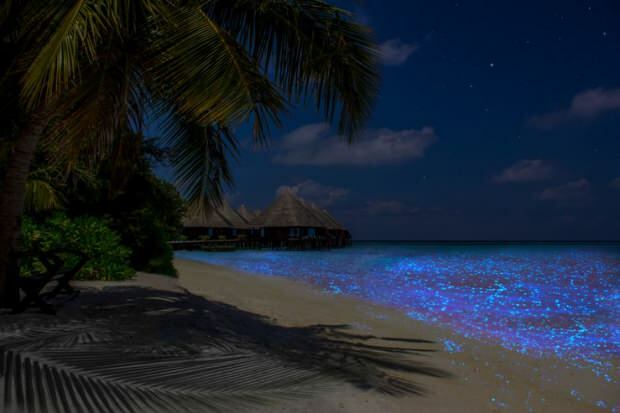 Maldiivid Vaadhoo saar