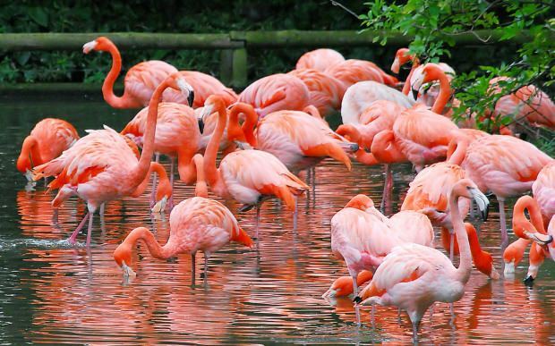 Kus on Flamingo küla? Kuidas sinna jõuda? Kui palju maksab hommikusöök?