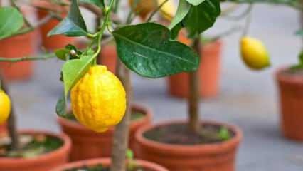Kuidas kodus sidrunit pottides kasvatada? Näpunäited sidrunite kasvatamiseks ja hooldamiseks