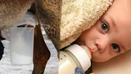 Milline on rinnapiimale kõige lähemal olev piim? Mida antakse lapsele rinnapiima puudulikkuse korral?
