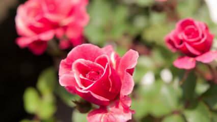 Kuidas roose pottides kasvatada? Näpunäiteid rooside kasvatamiseks kodus ...