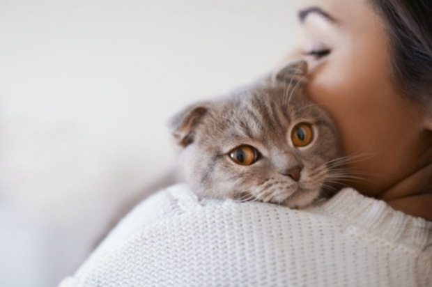 Kuidas ennetada kasside stressi? 