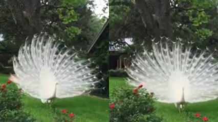 Harva nähtud valge Peacock võlub oma ilust!