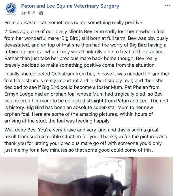 Näide Facebooki postitusest Patoni ja Lee hobuste veterinaarkirurgi looga.