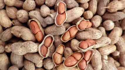 Mis on maapähklite eelised? Kui tarbite päevas käputäis maapähkleid... 