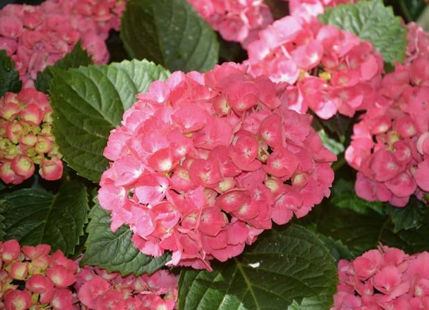 Kuidas hoolitseda hortensia õie eest? Millised on värvimisvõtted?