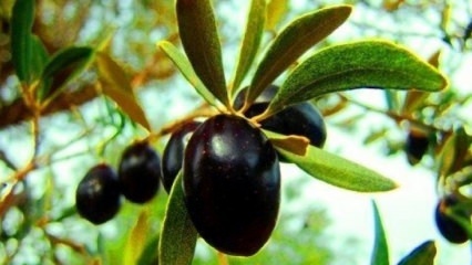 Kuidas kodus oliivipuu eest hoolitseda? 