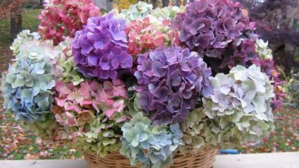Kuidas värvida hortensia lilli?