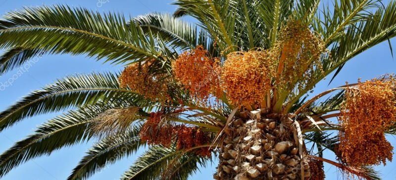 Mis on palmipuu? Millised on palmipuu omadused, kuidas seda kasvatada