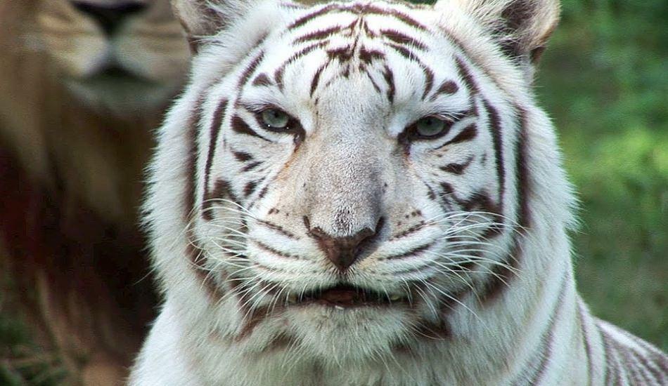 Valge tiiger loomaaias levitab ohtu