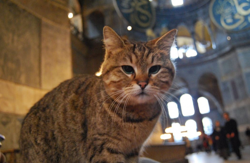 Hagia Sophia kass Gli on loomaarsti juures: teie head soovid ootavad!
