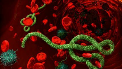 Mis on Ebola viirus? Kuidas Ebola viirus levib? Millised on Ebola viiruse sümptomid? 