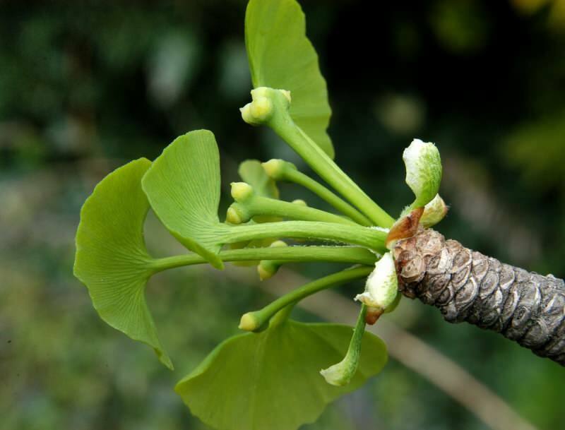 ginkgo biloba on eriti kasulik aju tervisele