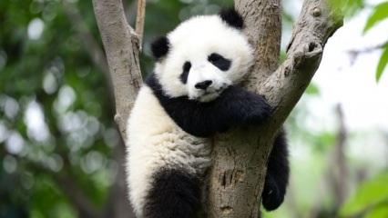 Maailma väikseim panda sündis Hiinas