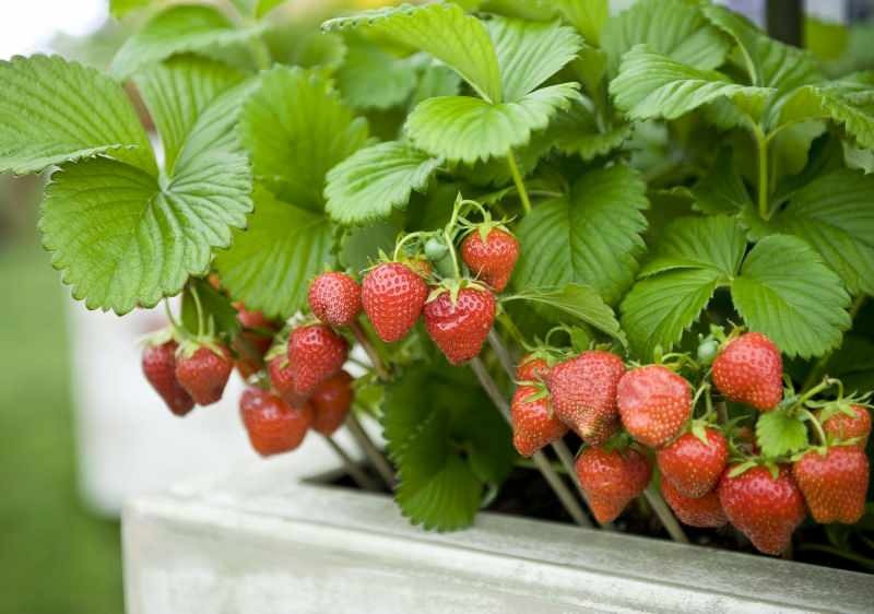 Kuidas maasikaid potis kasvatada? Kõige praktilisem maasikate kasvatamise meetod