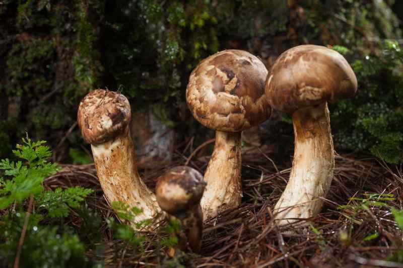 Täielik valgupood: mis on Matsutake seen? Mis on Matsutake seene eelised?