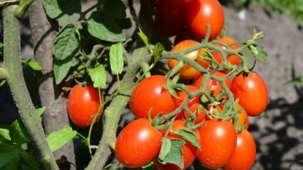 Kuidas tomateid potis kasvatada? Lihtsaim tomatikasvatus