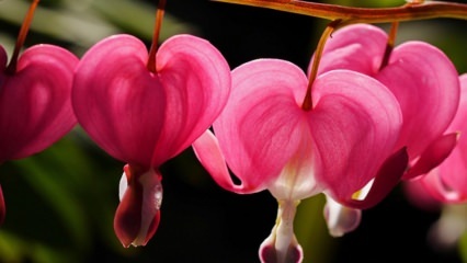 Nutvate südamete lillede hooldus ja omadused
