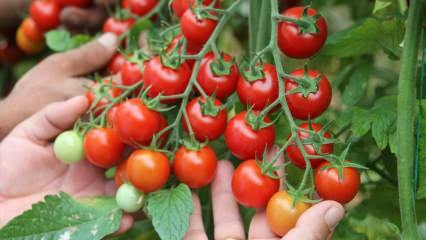 Mis kasu on tomatite söömisest sahuril? Millised on toortomatite eelised? 