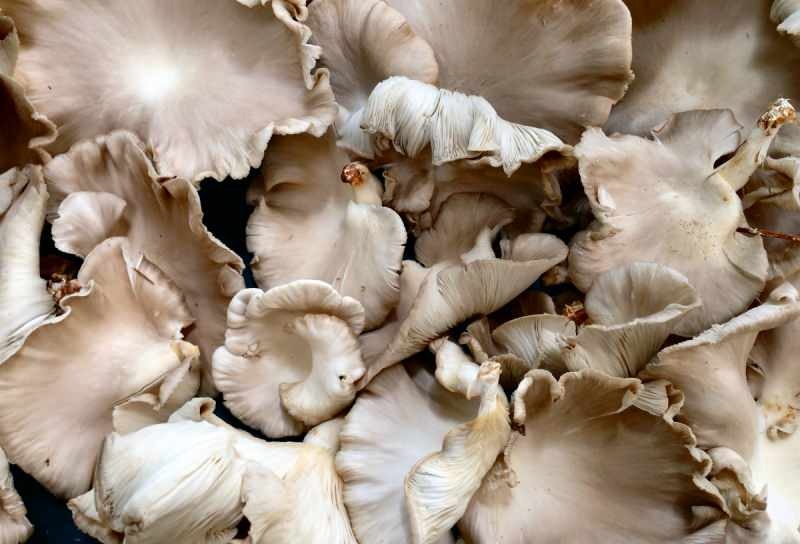 seente liigtarbimine võib põhjustada mürgistuse allergiat 