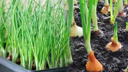 Kuidas kasvatada rohelist sibulat pottides? Näpunäited kevadise sibula kasvatamiseks