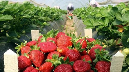 Millised on maasika allergia sümptomid? Kas maasikatest on mingit kasu?
