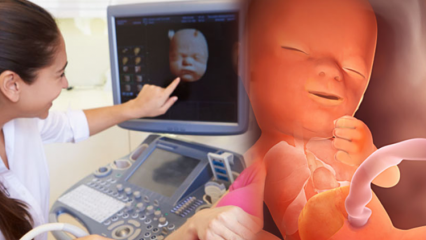 Milline organ areneb imikutel kõigepealt? Beebi areng nädalast nädalasse