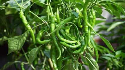 Kuidas rohelist paprikat pottides kasvatada? Näpunäiteid paprika kasvatamiseks kodus