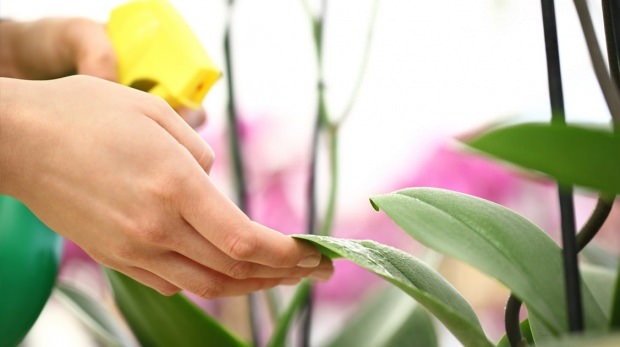 Kuidas hooldada taimi kevadhooajal?