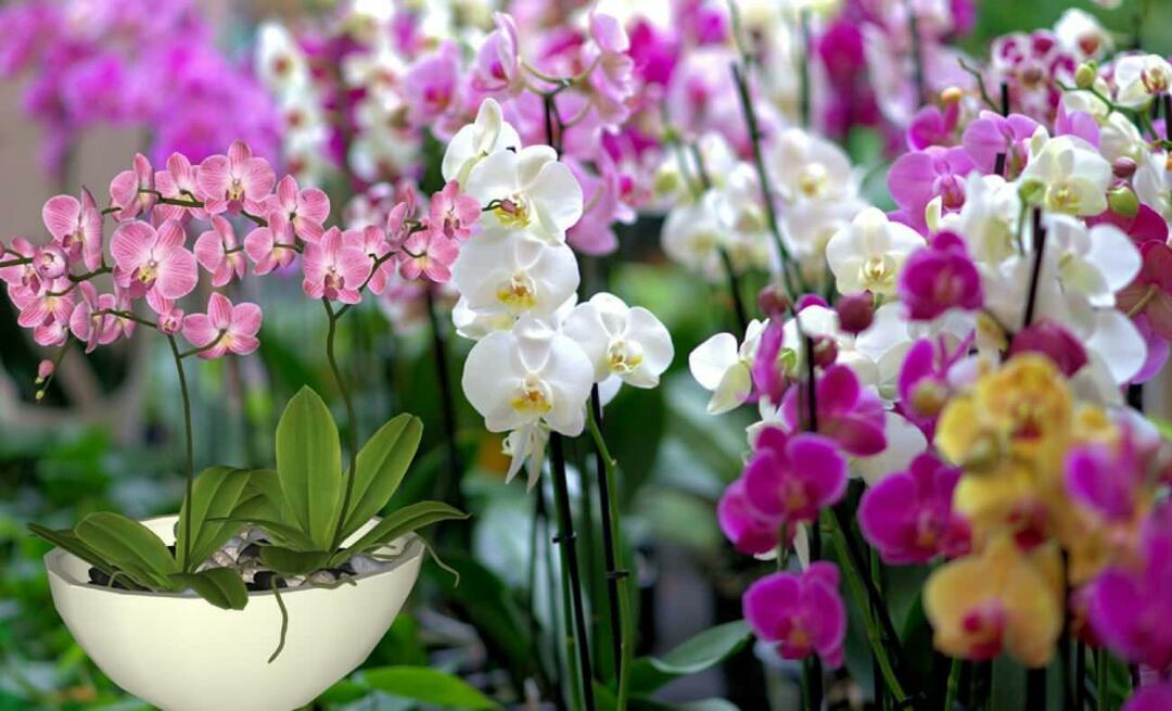 Kuidas orhideede eest hoolitseda? Kuidas orhideelilli paljundada? 5 asja, mis orhideelilledele ei meeldi