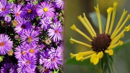 Milliseid lilli sügisel istutada? 5 taime, mida võid sügisel istutada