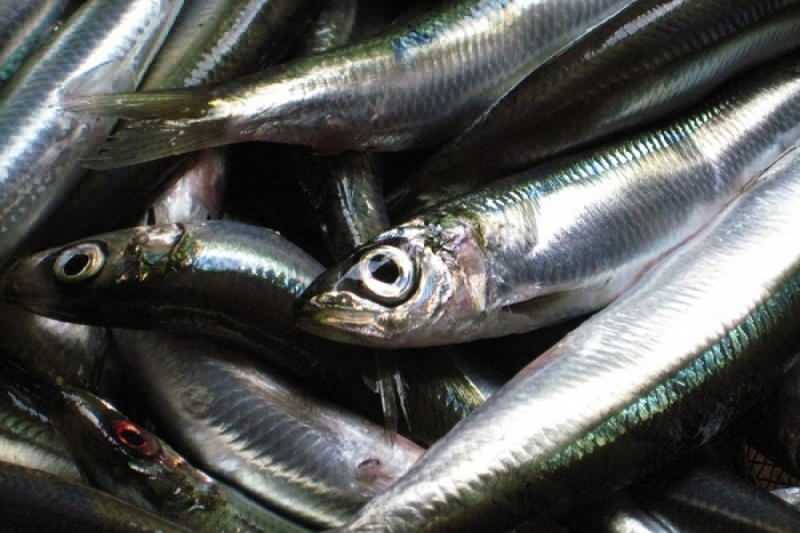 sardiinil on kalaliikide seas kõrgeim õliväärtus