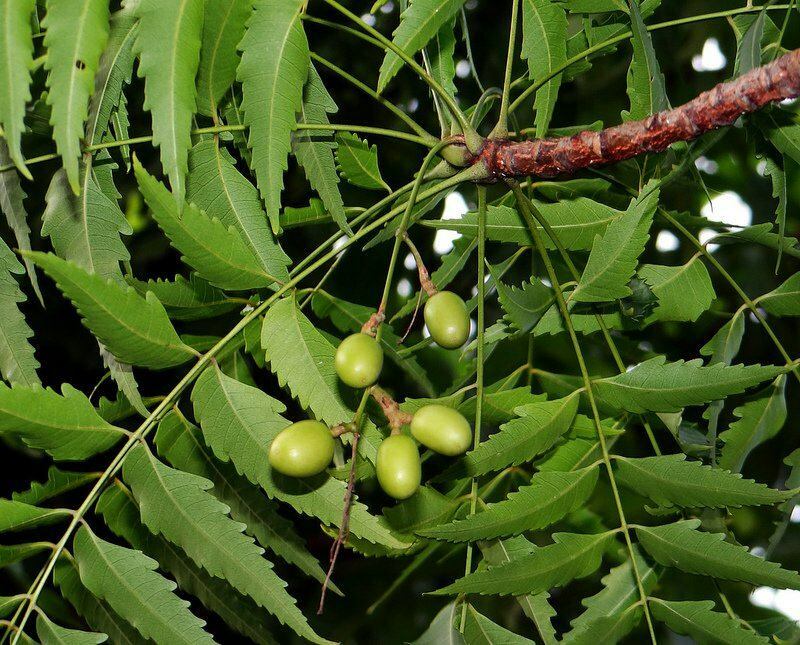 neemipuu on alternatiivmeditsiinis kasutatud juba iidsetest aegadest