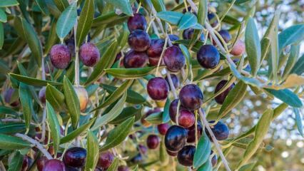 Mis kasu oliividest on? Kuidas oliivilehti tarbida? Kui neelate alla oliiviseemneid ...