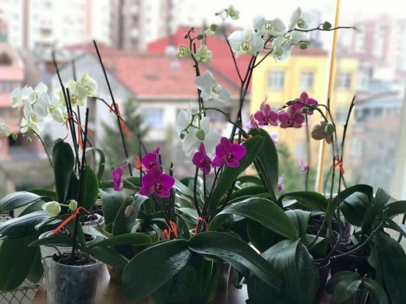 Kuidas orhideesid hooldada? Kuidas kodus orhideed kasta? Orhideede elustamise meetod