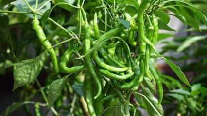 Kuidas kasvatada rohelisi paprikaid pottides? Millised on kodus paprika kasvatamise nipid?
