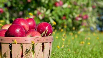 Näpunäited õuna värske hoidmiseks
