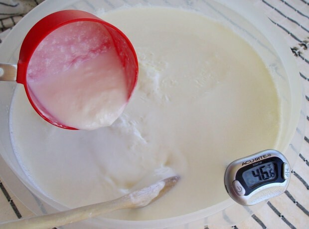 omatehtud jogurt