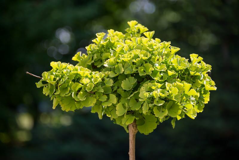 ginkgo biloba taime pilt