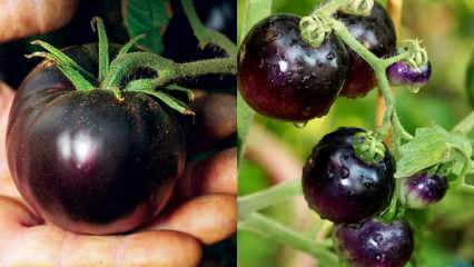 Vähivaenlane: mis on must tomat? Mis on mustade tomatite eelised?