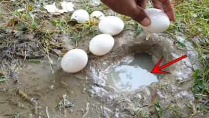 YouTube'i nähtus püüdis kala, murdes vees muna! Siin on hämmastav tulemus ...