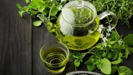 Millised on rohelise tee eelised? Kuidas juua rohelist teed kaalust alla võtta? Kiire ja tervislik salenemine rohelise tee dieediga